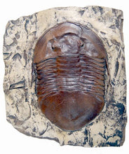 Load image into Gallery viewer, Trilobite: Isotelus maximus, State Fossil of Ohio, Trilobite cast replica #667