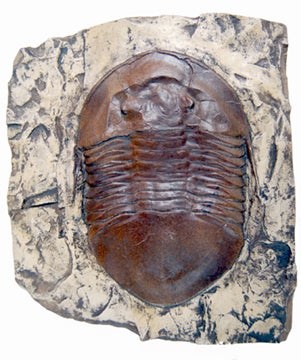 Trilobite: Isotelus maximus, State Fossil of Ohio, Trilobite cast replica #667