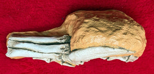 Velociraptor Foot in matrix cast replica