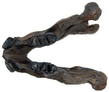 Laden Sie das Bild in den Galerie-Viewer, Megalonyx Ground Sloth skull cast replica #2 Adult skull