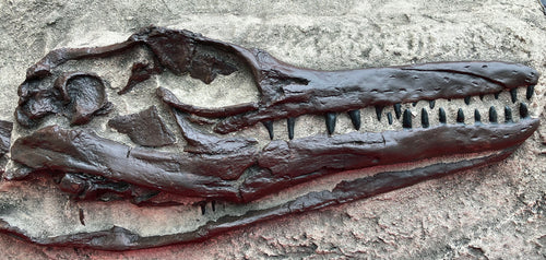 Clidastes Mosasaur skull cast replica marine reptile