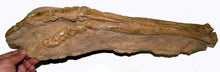 Load image into Gallery viewer, Ornithomimus dinosaur foot cast replica