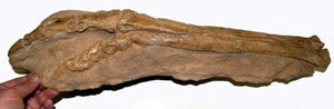 Ornithomimus dinosaur foot cast replica
