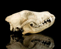 Wolf Skull Cast Replica TMF wolf skull #2