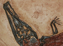 Load image into Gallery viewer, Crocodilaemus robustus, crocodile, Jurassic #1597 replica
