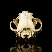 Load image into Gallery viewer, Wolf Skull Cast Replica TMF wolf skull #2