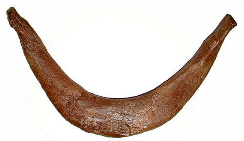 Tyrannosaurus rex furcula, wishbone T.rex Trex Cast Replica