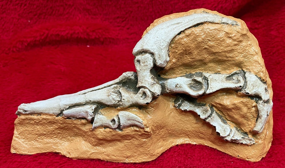Velociraptor Foot in matrix cast replica