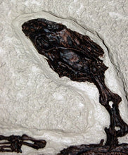 Load image into Gallery viewer, Turtle: Trionyx, green river turtle with bite marks #1383 replica