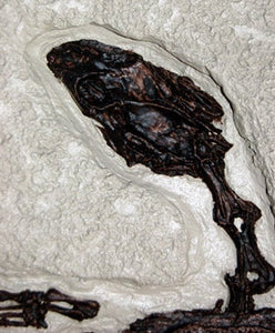 Turtle: Trionyx, green river turtle with bite marks #1383 replica