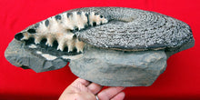 Charger l&#39;image dans la galerie, Placenticeras meeki, Ammonite #1193 cast replica
