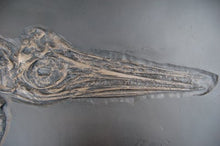 Load image into Gallery viewer, Ichthyosaurus, 48-inch Skeleton #1010 replica