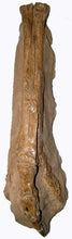 Load image into Gallery viewer, Ornithomimus dinosaur foot cast replica