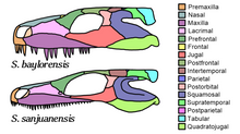 Load image into Gallery viewer, Seymouria skeleton fossil cast replica