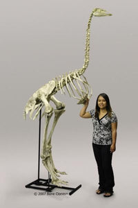 Elephant Bird cast replica recreation