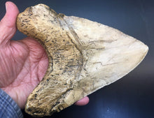 Load image into Gallery viewer, Megalodon Shark Tooth Over 7 Inches, World Record #3050 replica