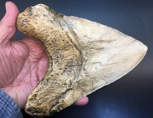 Megalodon Shark Tooth Over 7 Inches, World Record #3050 replica
