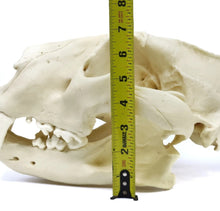 Load image into Gallery viewer, Lion: African Lion Skull Male Bone Clones BC-054 Updated 2025