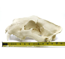 Load image into Gallery viewer, Lion: African Lion Skull Male Bone Clones BC-054 Updated 2025