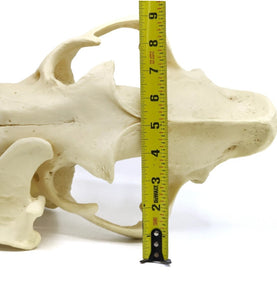 Lion: African Lion Skull Male Bone Clones BC-054 Updated 2025