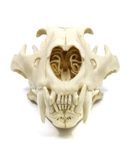 Load image into Gallery viewer, Lion: African Lion Skull Male Bone Clones BC-054 Updated 2025