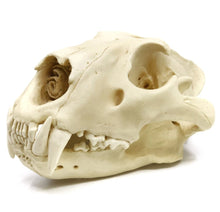 Load image into Gallery viewer, Lion: African Lion Skull Male Bone Clones BC-054 Updated 2025