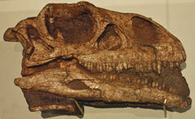 Load image into Gallery viewer, Massospondylus carinatus Skull Fossil Cast