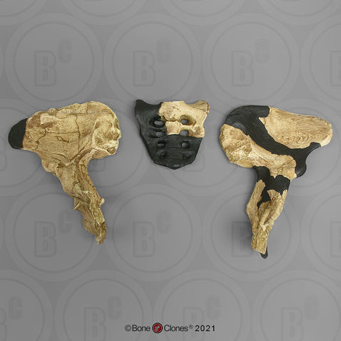 Australopithecus africanus pelvis cast reconstruction (Updated 2024)