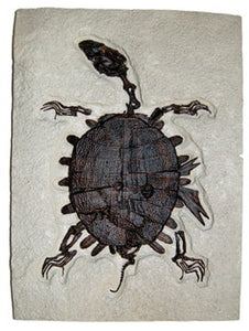 Turtle: Trionyx, green river turtle with bite marks #1383 replica