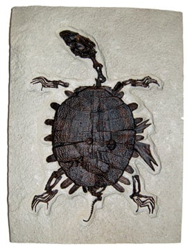 Turtle: Trionyx, green river turtle with bite marks #1383 replica