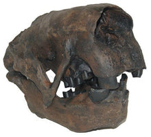 Laden Sie das Bild in den Galerie-Viewer, Megalonyx Ground Sloth skull cast replica #2 Adult skull