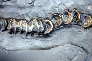 Ichthyosaurus, 48-inch Skeleton #1010 replica