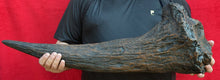 画像をギャラリービューアに読み込む, Triceratops Brow Horn 32 Inches Long #2416