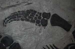 Plesiosaurus macrocephalus, juvenile Found by Mary Anning #430