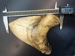 Megalodon Shark Tooth Over 7 Inches, World Record #3050 replica