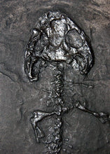 Load image into Gallery viewer, Platyrhinops (Amphibamus) lyelli, early amphibian skeleton #90 replica