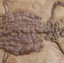 Load image into Gallery viewer, Crocodilaemus robustus, crocodile, Jurassic #1597 replica