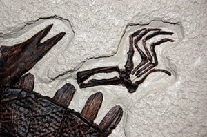 Turtle: Trionyx, green river turtle with bite marks #1383 replica