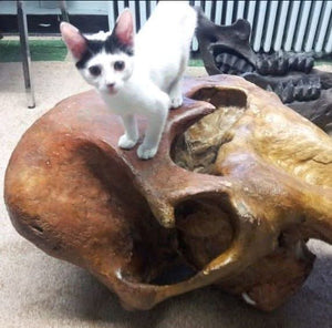 Mammoth Skull cast replica #1 with tusks Pleistocene. Ice Age