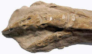 Ornithomimus dinosaur foot cast replica
