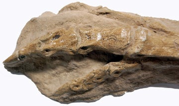 Ornithomimus dinosaur foot cast replica