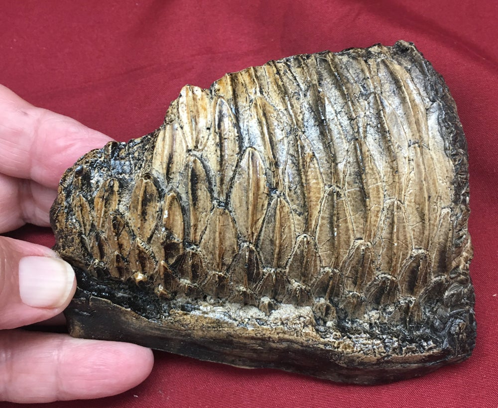 Edmontosaurus Tooth 