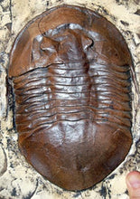 Load image into Gallery viewer, Trilobite: Isotelus maximus, State Fossil of Ohio, Trilobite cast replica #667