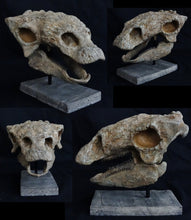 Load image into Gallery viewer, Rent a Dinosaur Exhibit!