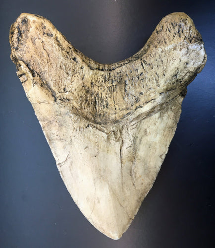Megalodon Shark Tooth Over 7 Inches, World Record #3050 replica