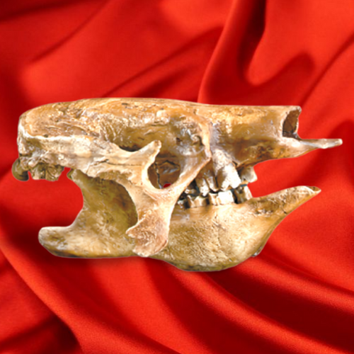 Eremotherium Ground Sloth skull cast replica #2