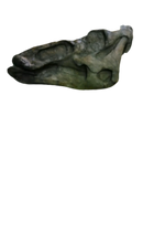 Cargar imagen en el visor de la galería, Edmontosaurus Skull Plaque cast replica Dinosaur