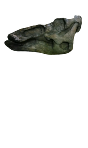 Edmontosaurus Skull Plaque cast replica Dinosaur