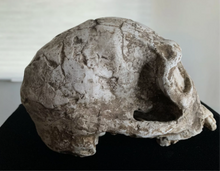 Load image into Gallery viewer, Pre-owned: Homo habilis KNM-ER 1813 cranium replica Full-size reconstruction cast reconstruction