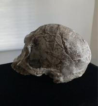 Load image into Gallery viewer, Pre-owned: Homo habilis KNM-ER 1813 cranium replica Full-size reconstruction cast reconstruction